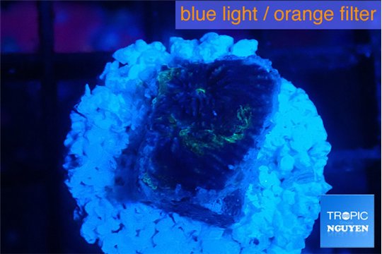 Favia purple blue 1-2 cm WYSIWYG acclimaté