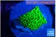 Montipora green 2 cm WYSIWYG acclimaté