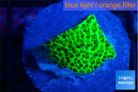 Montipora green 2 cm WYSIWYG acclimaté