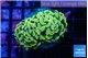 Euphyllia paraancora electro 3-6 cm WYSIWYG acclimaté