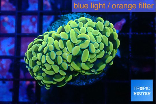 Euphyllia paraancora electro 3-6 cm WYSIWYG acclimaté
