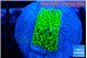 Montipora green 2 cm WYSIWYG acclimaté