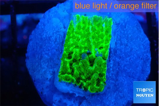 Montipora green 2 cm WYSIWYG acclimaté