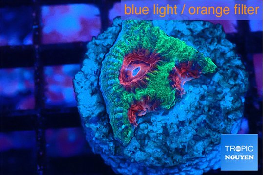 Favia red green monster 2 cm WYSIWYG acclimaté