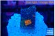 Acanthastrea eruption 2 cm WYSIWYG acclimaté