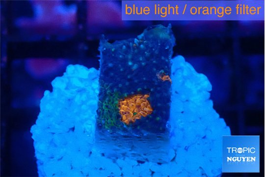Acanthastrea eruption 2 cm WYSIWYG acclimaté