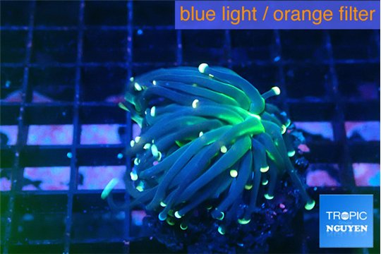Euphyllia glabrescens joker golden tip 3-6 cm WYSIWYG acclimaté