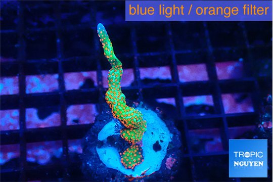 Montipora red fire forest 2-3 cm WYSIWYG acclimaté