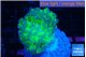 Euphyllia paraancora tango punch 2-4 cm WYSIWYG acclimaté
