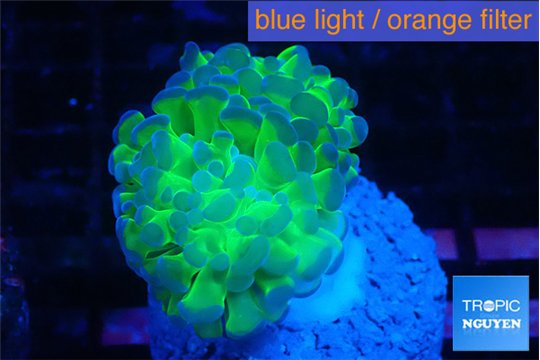 Euphyllia paraancora tango punch 2-4 cm WYSIWYG acclimaté