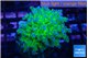 Euphyllia paradivisa green purple 3-5 cm WYSIWYG acclimaté
