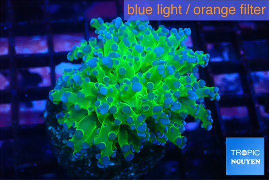 Euphyllia paradivisa green purple 3-5 cm WYSIWYG acclimaté