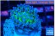 Euphyllia paradivisa green purple 3-5 cm WYSIWYG acclimaté