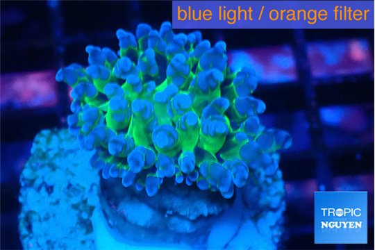 Euphyllia paradivisa green purple 3-5 cm WYSIWYG acclimaté