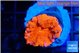 Lobophyllia red fire 2-4 cm WYSIWYG acclimaté