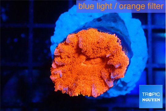 Lobophyllia red fire 2-4 cm WYSIWYG acclimaté