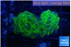 Euphyllia paraancora green purple 4-7 cm WYSIWYG acclimaté