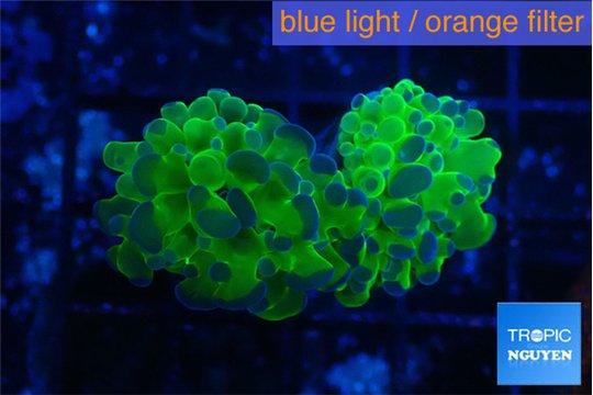 Euphyllia paraancora green purple 4-7 cm WYSIWYG acclimaté