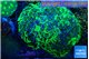Euphyllia ancora reverse green gold purple 8-12 cm WYSIWYG acclimaté