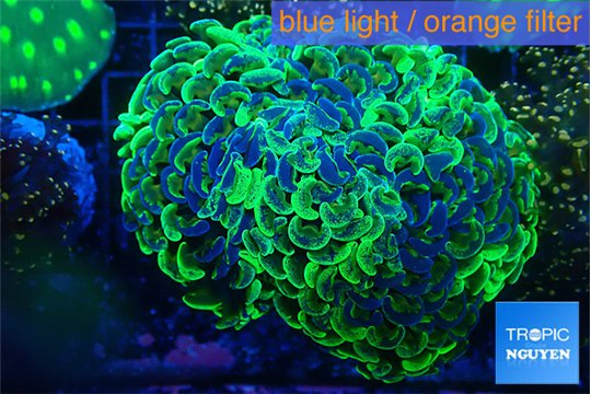 Euphyllia ancora reverse green gold purple 8-12 cm WYSIWYG acclimaté