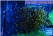 Euphyllia yaeyamaensis orange 5-8 cm WYSIWYG acclimaté