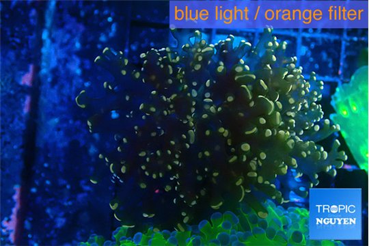 Euphyllia yaeyamaensis orange 5-8 cm WYSIWYG acclimaté