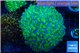 Euphyllia yaeyamaensis green purple 6-9 cm WYSIWYG acclimaté