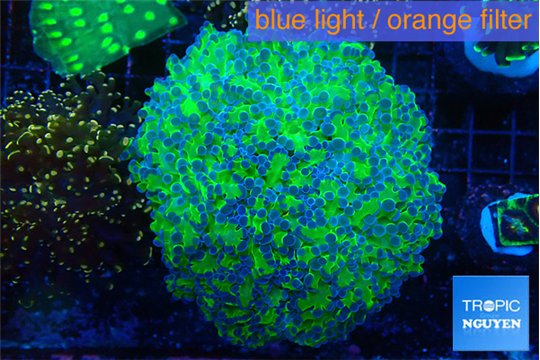 Euphyllia yaeyamaensis green purple 6-9 cm WYSIWYG acclimaté