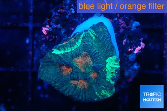 Favia orange green 2-3 cm WYSIWYG acclimaté