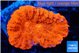 Lobophyllia red fire 4-6 cm WYSIWYG acclimaté