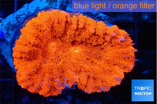 Lobophyllia red fire 4-6 cm WYSIWYG acclimaté