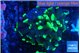 Euphyllia parancora glow tip 3-4 cm WYSIWYG acclimaté