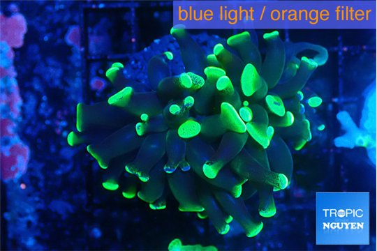 Euphyllia parancora glow tip 3-4 cm WYSIWYG acclimaté