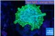 Discosoma neglecta lemon green 3-5 cm WYSIWYG acclimaté