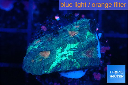 Favia orange green 2-3 cm WYSIWYG acclimaté
