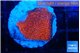Montipora digitata bubble gum 1-2 cm WYSIWYG acclimaté