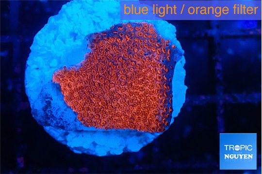Montipora digitata bubble gum 1-2 cm WYSIWYG acclimaté