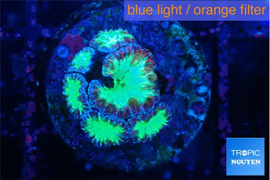 Blastomussa wellsi green purple 1-2 cm WYSIWYG acclimaté