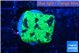 Favia reverse green 2-3 cm WYSIWYG acclimaté