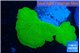 Montipora green cap 5-6 cm WYSIWYG acclimaté