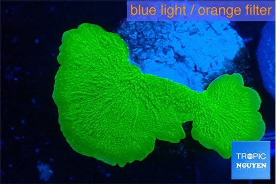 Montipora green cap 5-6 cm WYSIWYG acclimaté