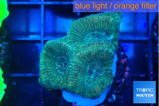 Favia rainbow 2-3 cm WYSIWYG acclimaté