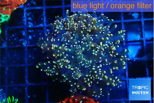 Euphyllia yaeyamaensis orange 4-7 cm WYSIWYG acclimaté