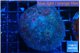 Red ball sponge 5-6 cm WYSIWYG acclimaté