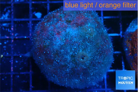 Red ball sponge 5-6 cm WYSIWYG acclimaté