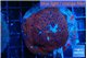 Montipora poker star red blue 7-9 cm WYSIWYG acclimaté