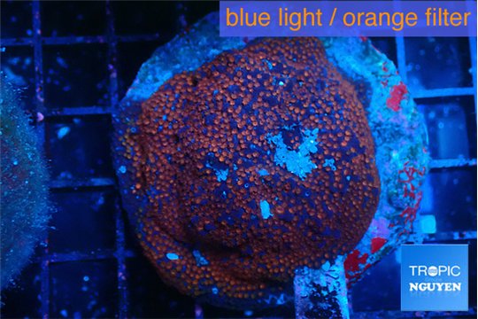 Montipora poker star red blue 7-9 cm WYSIWYG acclimaté