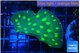 Echinopora neon green spot 2-4 cm WYSIWYG acclimaté