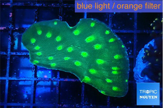 Echinopora neon green spot 2-4 cm WYSIWYG acclimaté