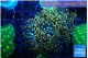 Euphyllia yaeyamaensis orange 4-7 cm WYSIWYG acclimaté